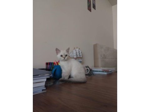 Kırşehir içi 3,5 aylık british shorthair