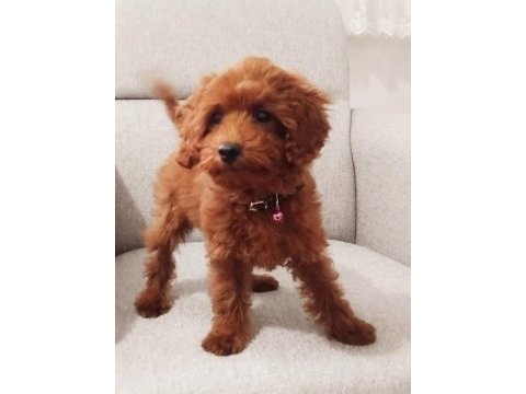 Tarçın rengi poodle erkek