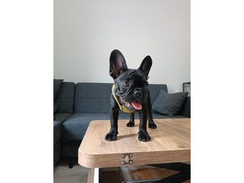 A+ kalite french bulldog lekesiz siyah özel renk