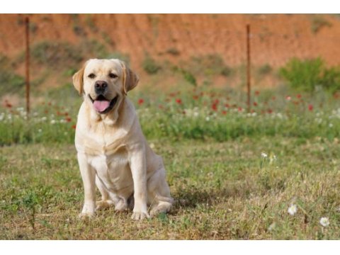 Şampiyon anne babadan fcı-kıf şecereli labrador yavrular