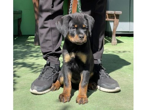 Şampiyon rottweiler yavruları