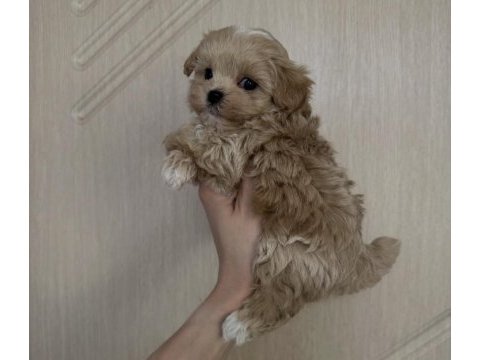 Safkan maltipoo yavrular