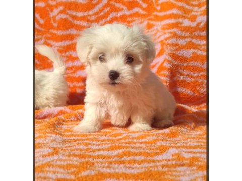 Kar beyaz maltese terrier yavrularımız