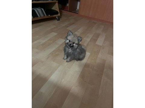 Yavru pomeranian