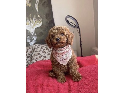 4 aylık dişi red brown toy poodle