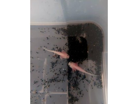 Axolotl kampanya