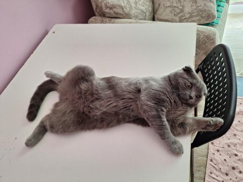 7 aylık erkek british shorthair kedimiz