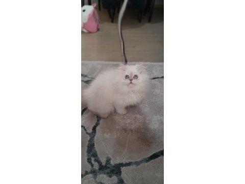 Şampiyon anne 3 aylık erkek full şecereli british longhair