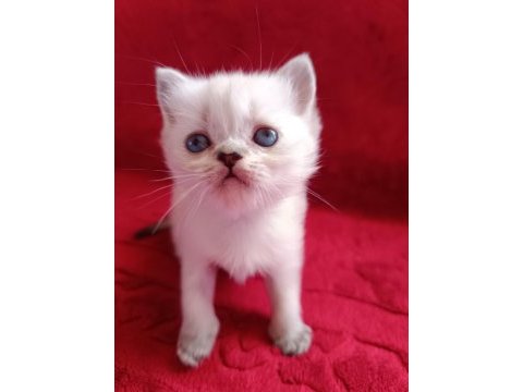 Safkan british shorthair yavrularımız