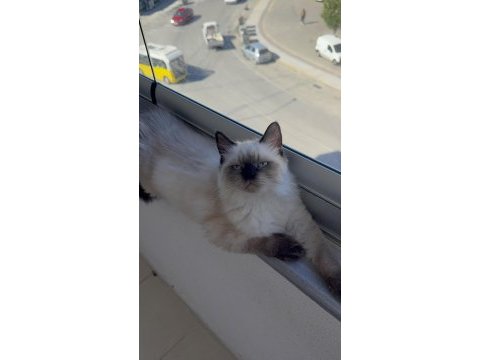 British longhair yavrumuz