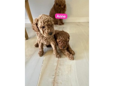 Toy poodle bebekler