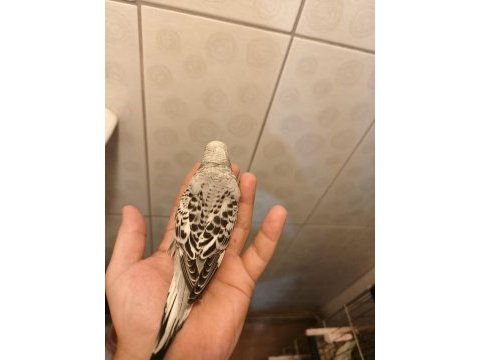 Jumbo muhabbet kuşu bebişler