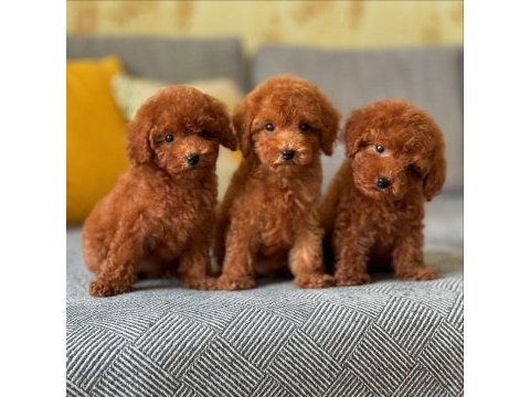 Koyu renk toy poodle yavruları