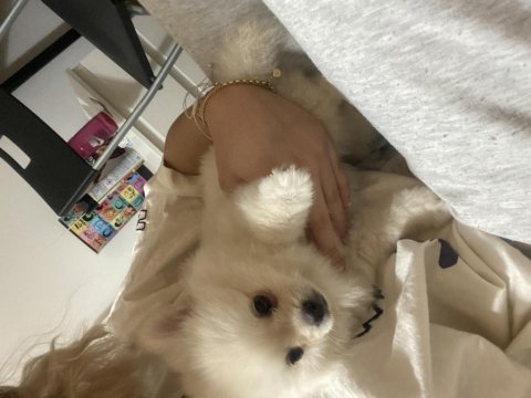 1.5 aylık pomeranian yavruları