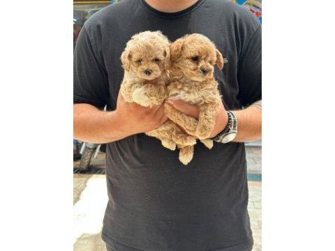 A kalite toy poodle