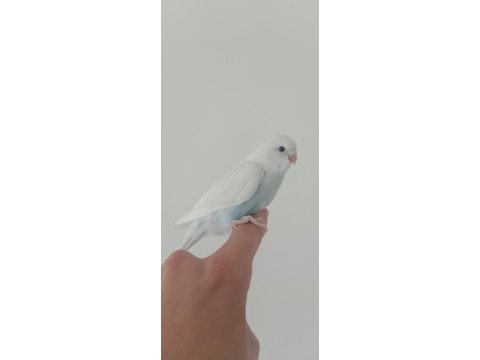 Yeme düşecek muhabbet kuşu