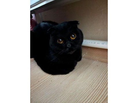 Siyah scottish fold kızımıza yuva arıyoruz