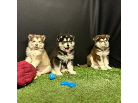 Kutuplardan esen soğuk güzellik alaskan malamute