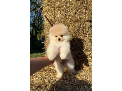 Sağlık ve ırk garantili pomeranian