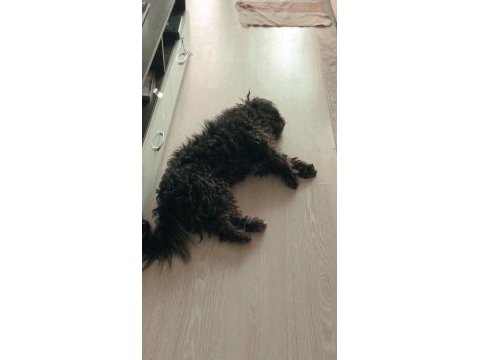 Terrier maltese