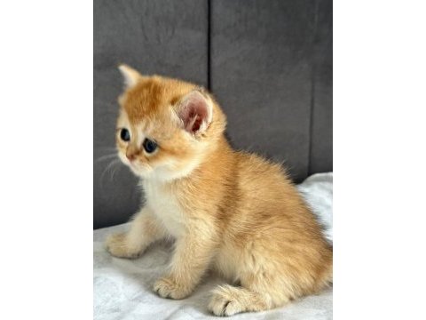 A kalite british shorthair gold yavrular