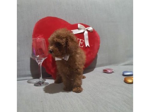 Kore kan poodle yavrular