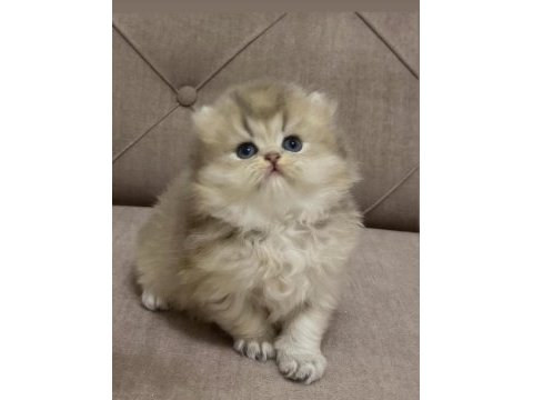 Safkan british longhair ve shorthair