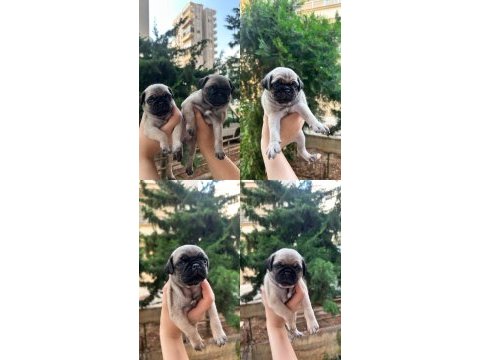 Pug yavrularımız