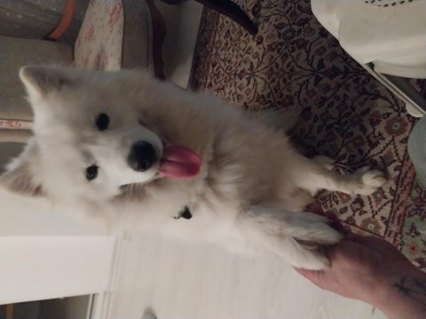 Erkek orjinal safkan samoyed