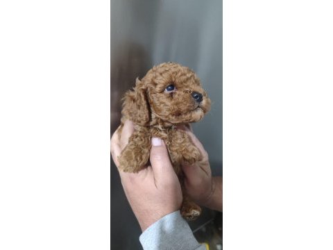 Garantili kore kan poodle yavrular