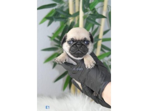 Yavru pug mops köpekler