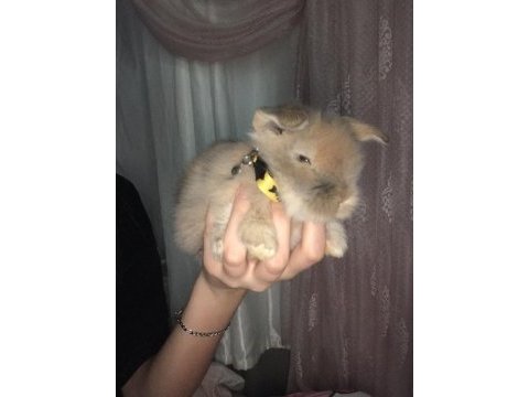 Tavşan lop