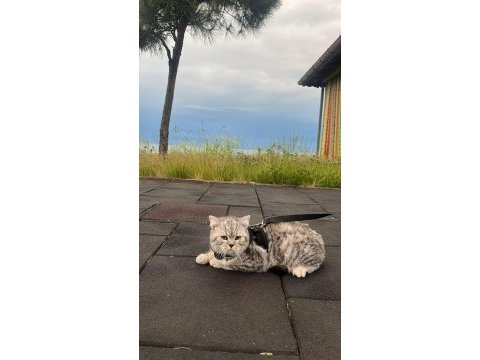 Kedimizi trabzon içi adrese elden teslim sağlıyorum