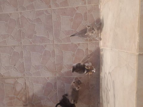 Yavru sokak kedileri