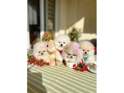 Orijinal pomeranian boo 2 dişi ve 2 erkek bebekler