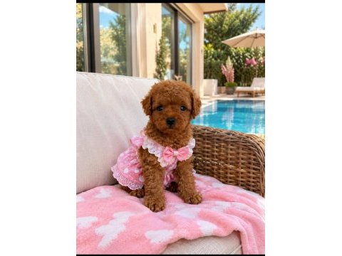 Poodle minikler yeni yuvalarına hazırlar