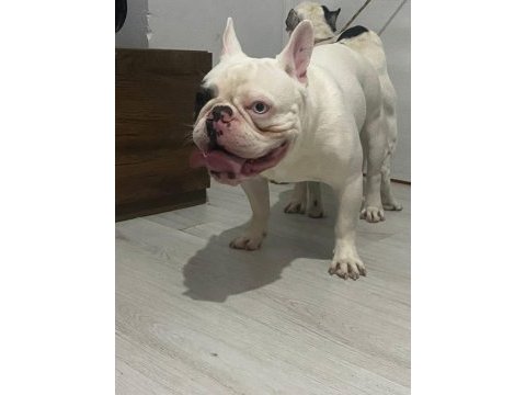 Tecrübeli koca kafalı blue merle pied french bulldog
