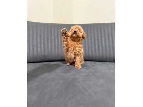 A kalite maltipoo yavrularım teslime hazır