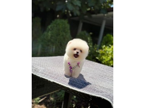 Ayıcık surat pomeranian boo yavrumuz