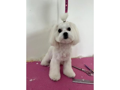 Coco maltese 4 yaşında dişi kısır