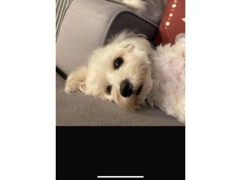 White maltese anne baba şecereli bembeyaz renk garantili