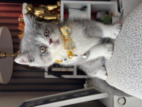 British shorthair bicolor