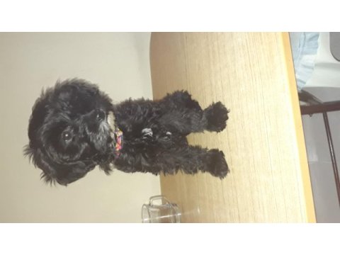 Terrier maltese siyah beyaz