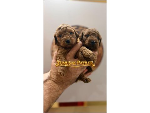 Sevimli ırk toy poodle yavrular
