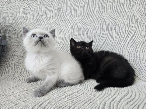 Blue point british shorthair erkek yavru