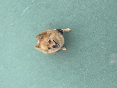 Dokuz aylık dişi pomeranian