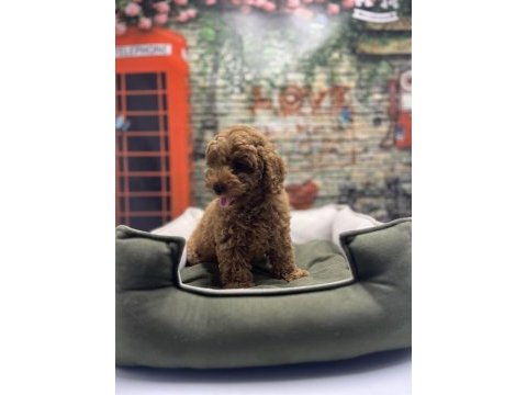 Red brown toy poodle erkek @petclubadanaa