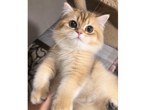 British longhair ny12 dişi
