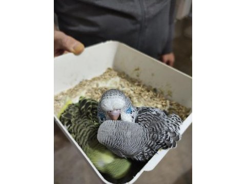 Süper yenidoğan show jumbo yavru muhabbet kuşları