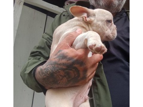 Fulf carir french bulldog yavru